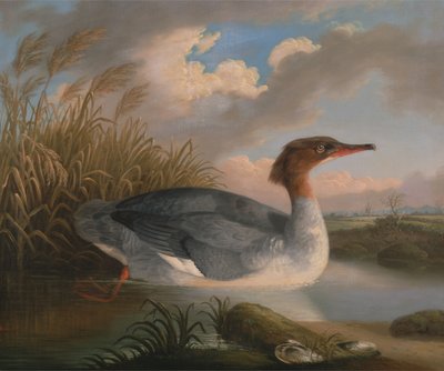 Un buceador dun (serreta) de Robert Wilkinson Padley